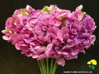 Lathyrus latifolius Red(Stem Cut).jpg